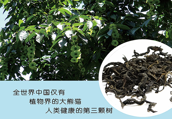 原叶茶