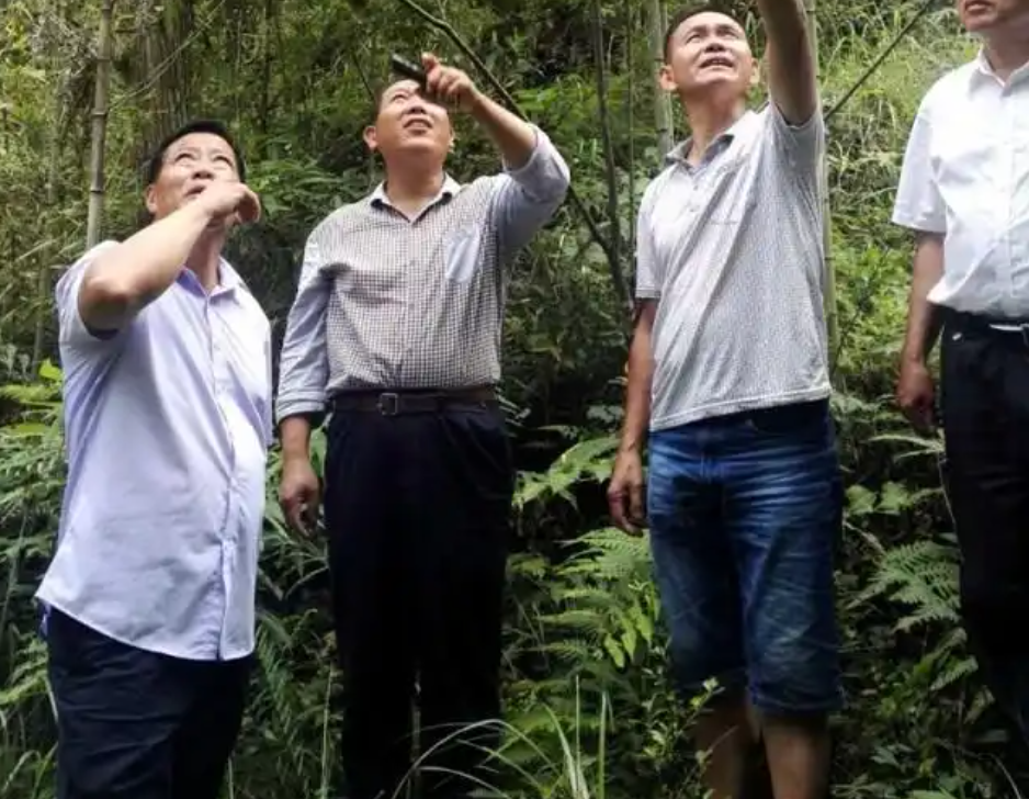 明星直播