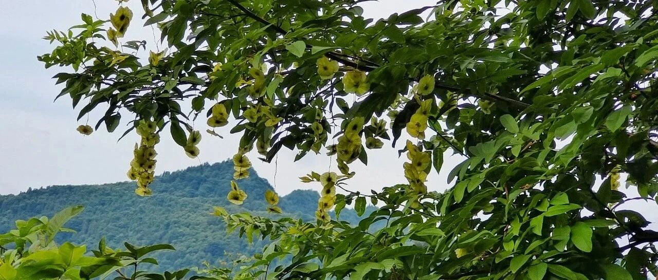 湘粤携手，共谱青钱柳产业发展新篇章